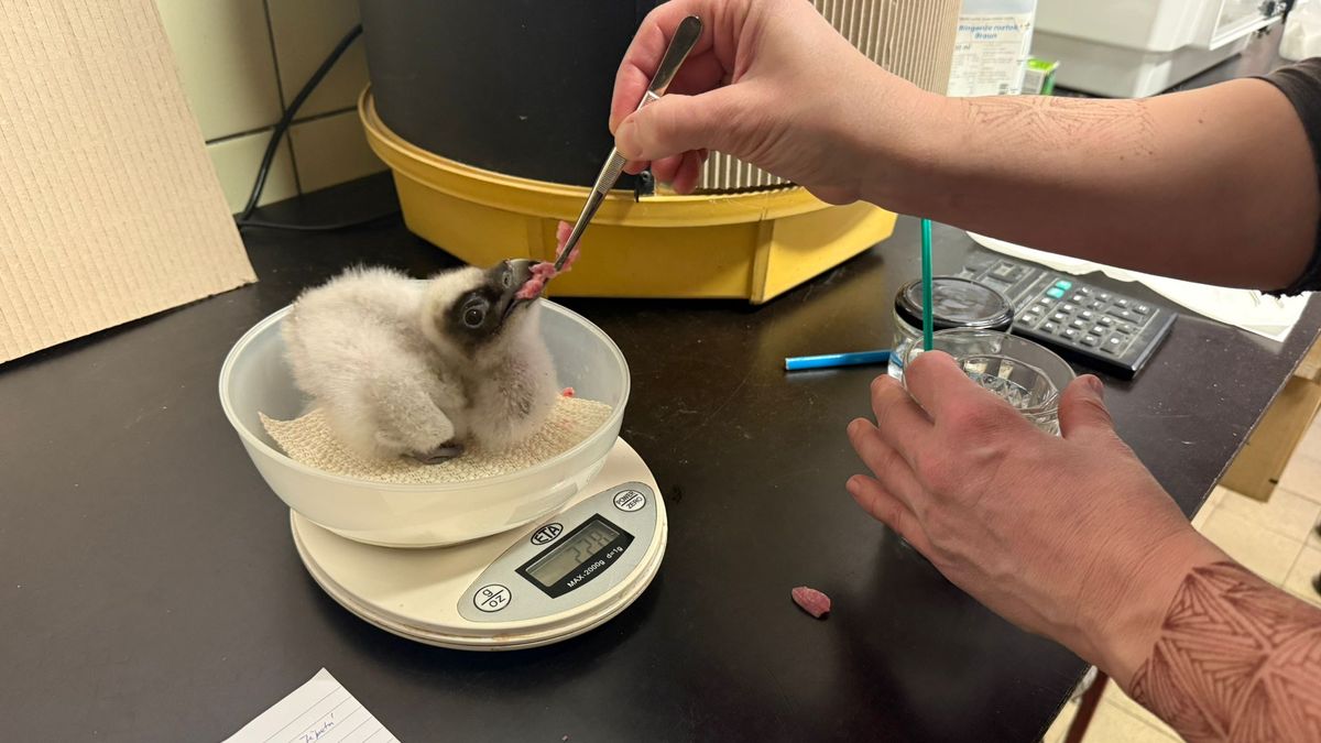 V Ostravě se daří odchov mláďat orlosupa, který byl v Evropě téměř vyhuben